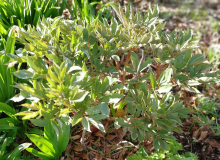 Paeonia daurica ssp. wittmanniana