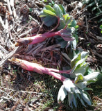 Paeonia daurica Pilz