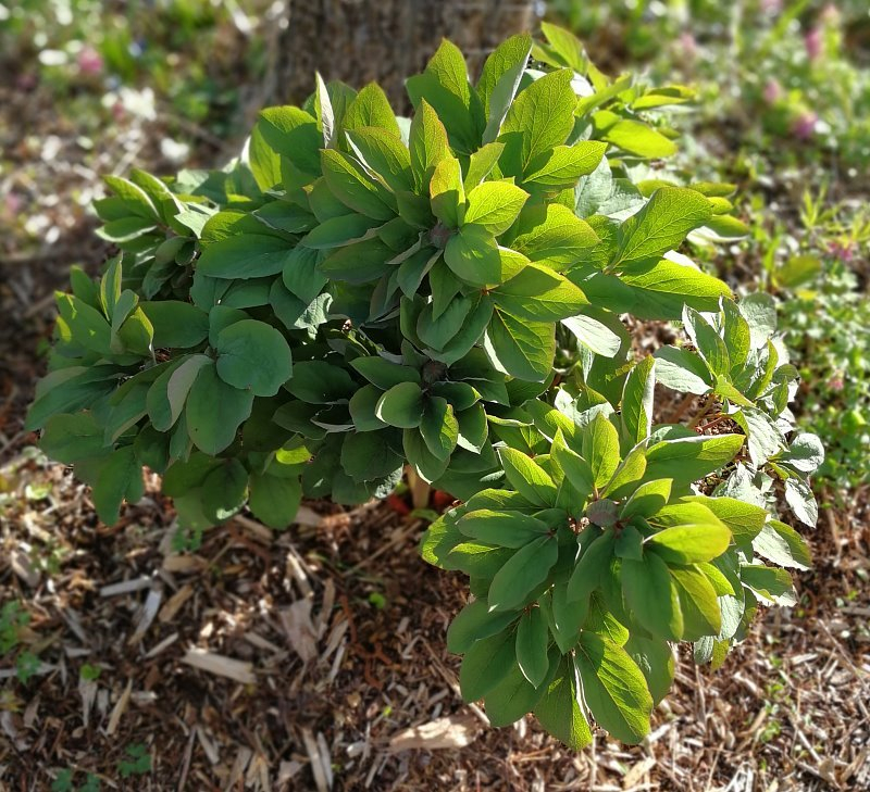 Paeonia daurica