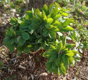 Paeonia daurica