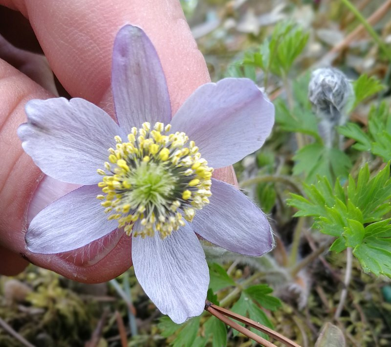 Pulsatilla ajanensis