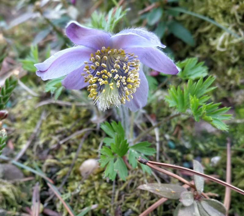 Pulsatilla ajanensis