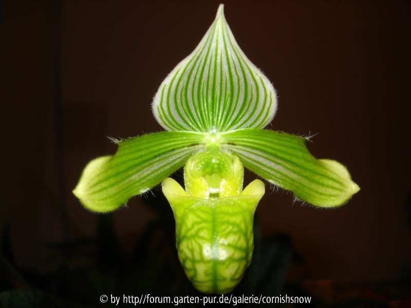 Paphiopedilum venustum var. measuresianum