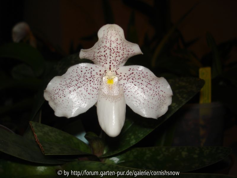 Paphiopedilum conco-bellatulum