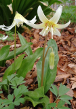 Erythronium californicum'White Beauty'