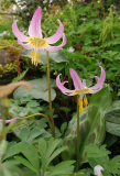 Erythronium revolutum