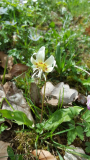 Erythronium White Beauty?