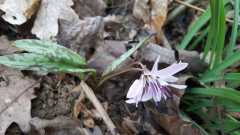 Erythronium dens-canis alba