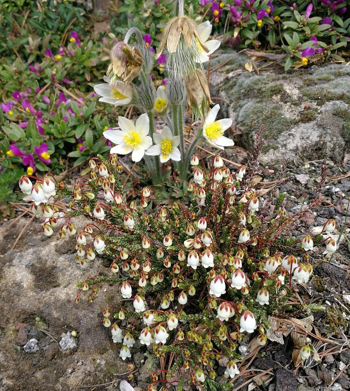 Pulsatilla vernalis