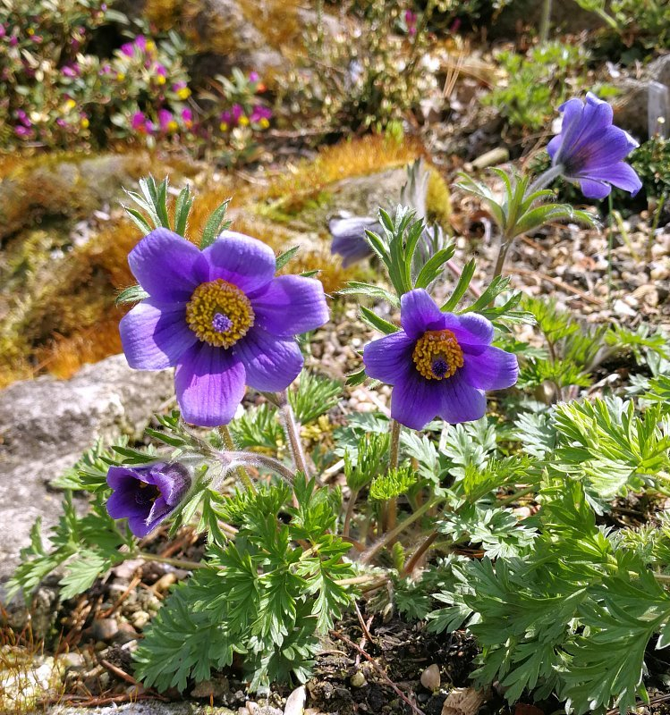 Pulsatilla ambigua