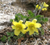 Pulsatilla albana