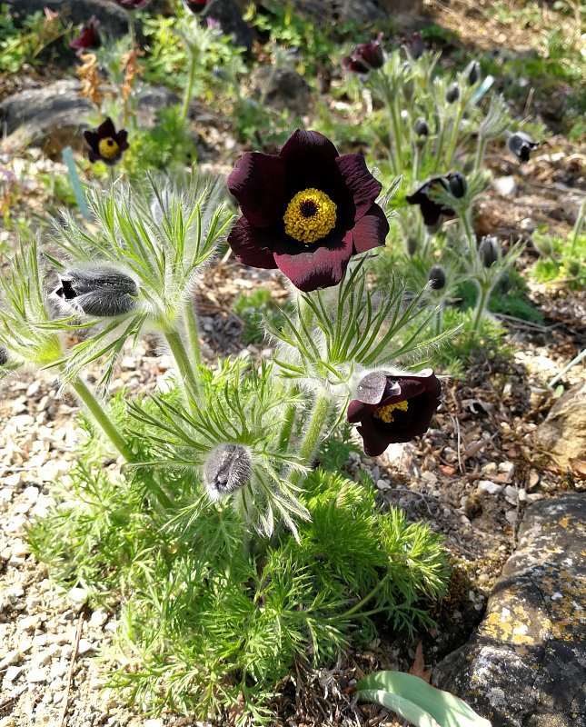 Pulsatilla rubra ssp. rubra f. nigella