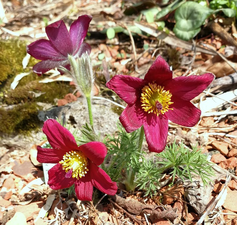 Pulsatilla hybr.