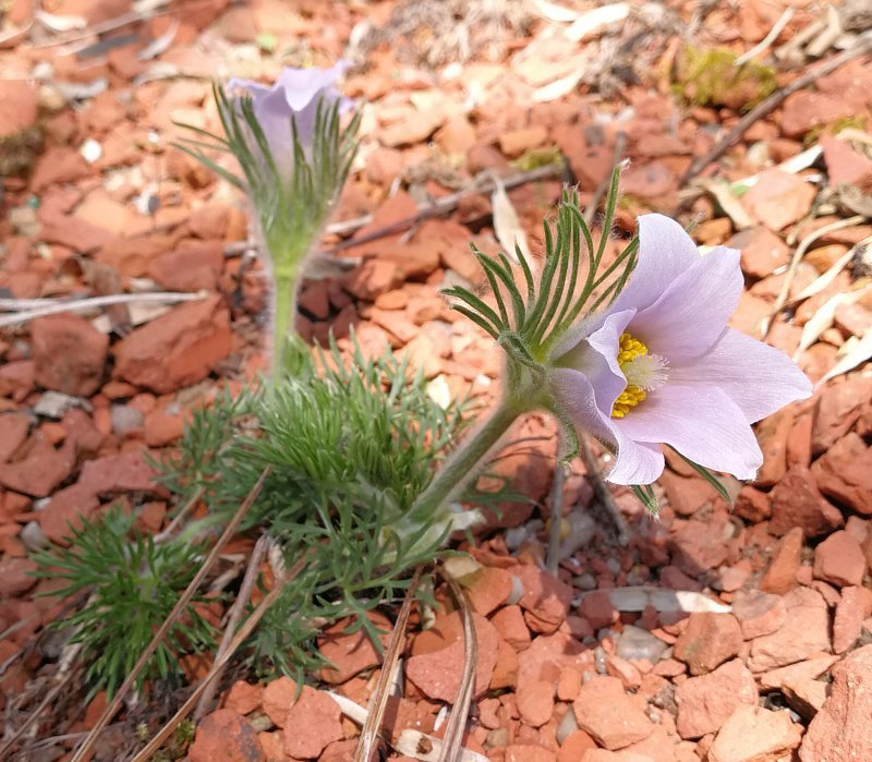 Pulsatilla spec.