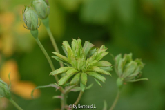 Rosa chinensis 'Viridiflora' - Grüne Rose