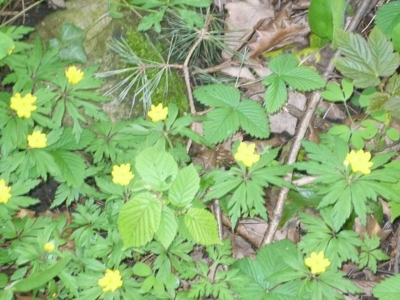 Anemone nemorosa