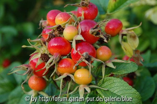 Hagebutten von Rosa rugosa