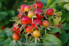 Hagebutten von Rosa rugosa