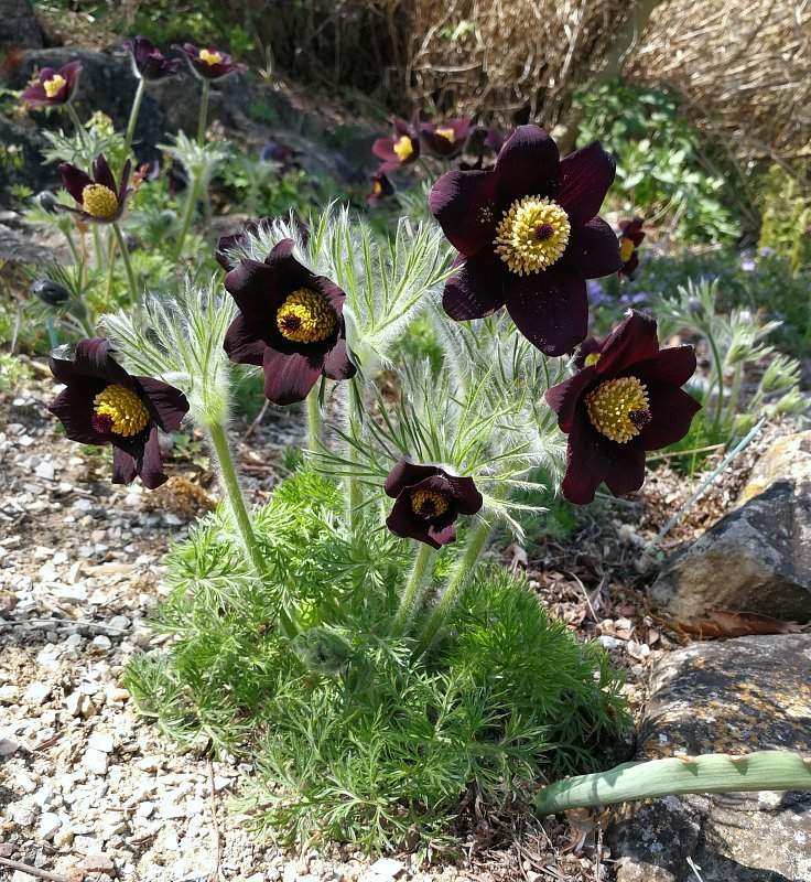 Pulsatilla rubra ssp. rubra f. nigella