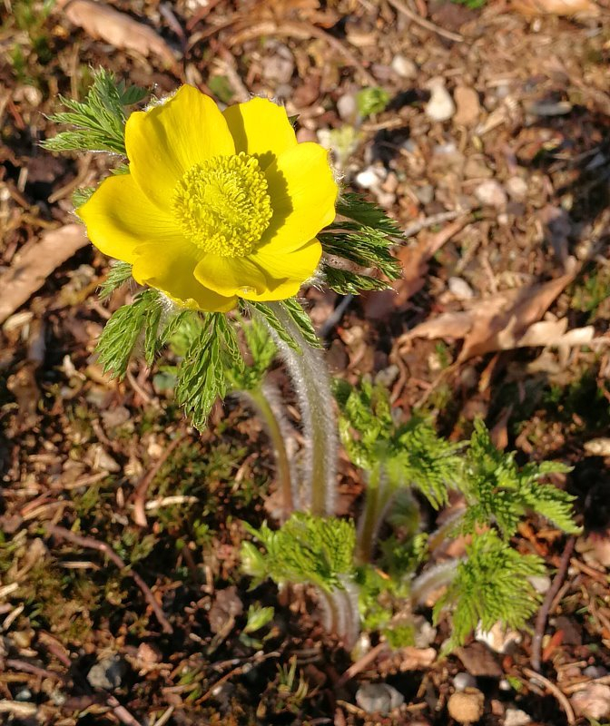 Pulsatilla aurea
