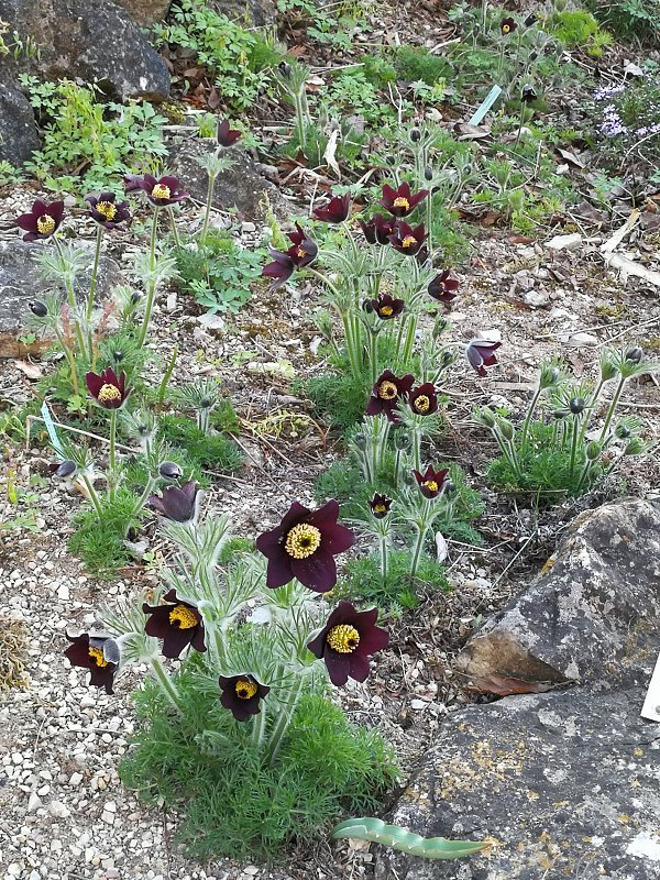 Pulsatilla rubra ssp. rubra f. nigella