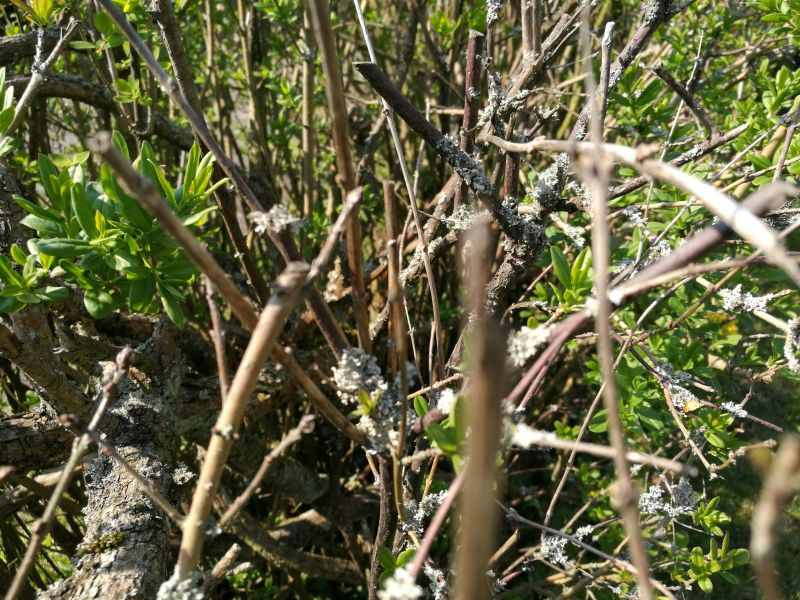 weißer Belag an Hecke