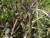 weißer Belag an Hecke