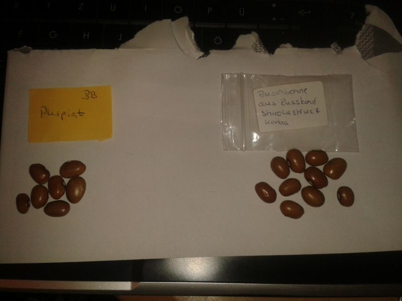 Vergleich Purpiat/Shirolustrucz Kovina