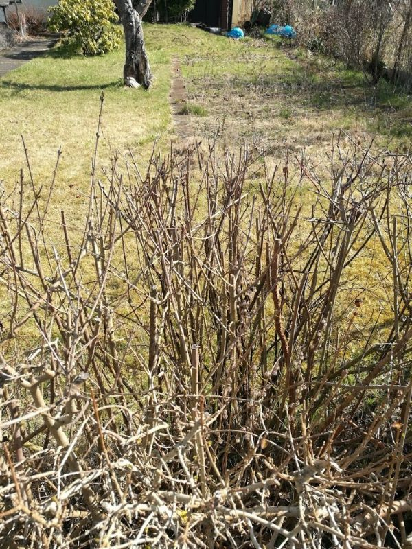 Garten vor Anfang April