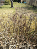 Garten vor Anfang April