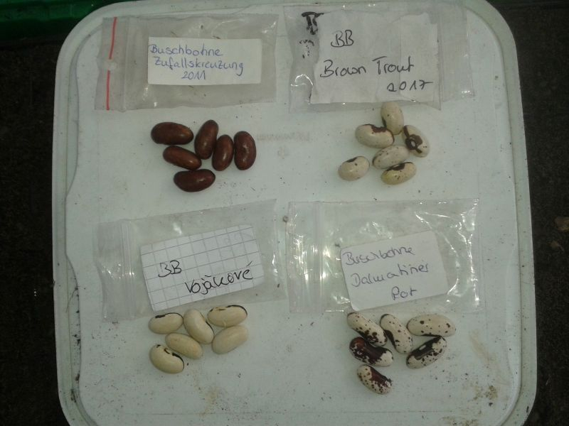 Zufallskreuzung aus STP, Vojakove, Brown Trout, Dalmatiner Rot