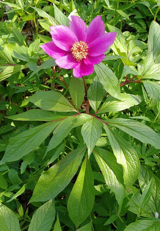 Paeonia mairei