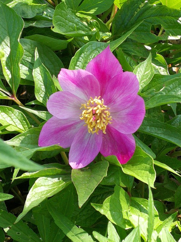 Paeonia mairei