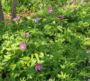 Paeonia mairei