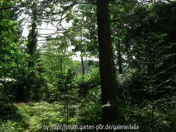 Unsere Wildnis Früjahr 2006 - oben 01