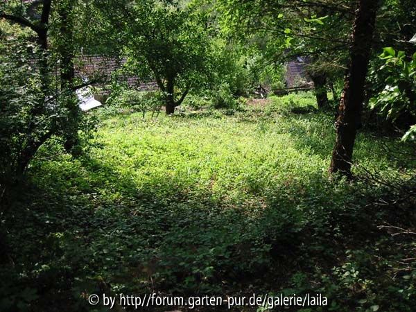 Unsere Wildnis Früjahr 2006 - unten 01