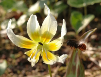 Erythronium multiscapideum