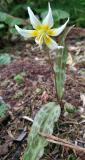 Erythronium multiscapideum