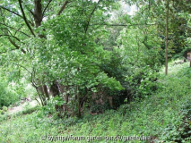 Unsere Wildnis Früjahr 2006 - unten 02