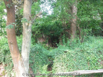 Unsere Wildnis Früjahr 2006 - unten 03