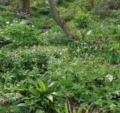 Garten 2018