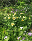 Garten 2018