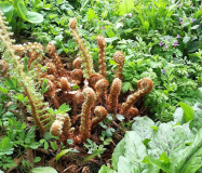 Garten 2018