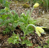 Pulsatilla cernua var. flava