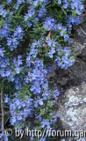 ros -blau.jpg