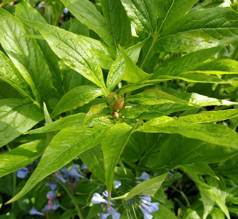 Paeonia emodi