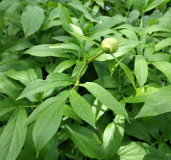 Paeonia hybr. (emodi)