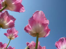 Tulpen