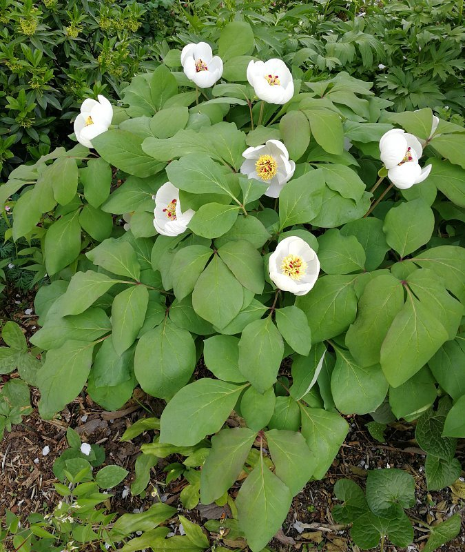 Paeonia obovata