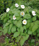 Paeonia obovata
